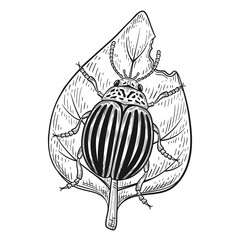 Colorado potato beetle, striped Leptinotarsa decemlineata bug insect eat leaf, damage vegetable plant outline sketch. Garden pest control. Flying agriculture parasite animal. Vintage hand drawn vector