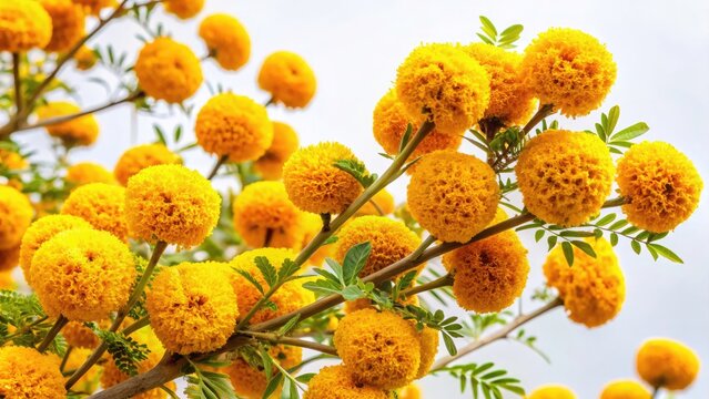 Enkutatash Ethiopia: Vibrant Yellow Meskel Flowers Tilt-Shift Photography