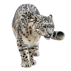 Naklejka premium Rare and powerful Snow leopard isolated on white background, stunning predator portrait stock photo 