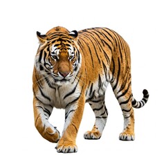 Naklejka premium Powerful Bengal tiger walking isolated on white background, ideal for wildlife and nature conservation themes 