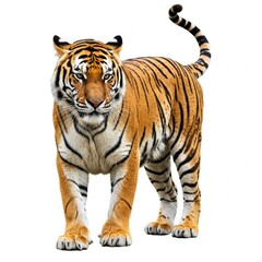 Fototapeta premium Majestic tiger isolated on white background, high-resolution wildlife stock image for conservation projects 