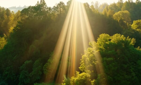 Light shining down in nature