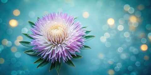 Obraz premium Minimalist Top-Down Stokesia Flower with Bokeh Effect on Solid Color Backdrop, Perfect for Natural & Organic Design, Copy Space Available