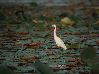 great blue heron