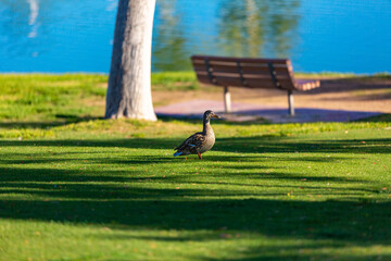 bench in the park