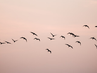 birds in the sky