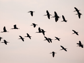 flock of birds