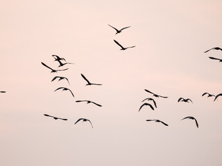 Fototapeta premium birds in the sky