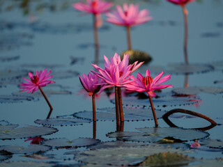 pink lotus flower
