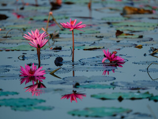 pink water lily