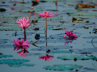 water lilies in the pond