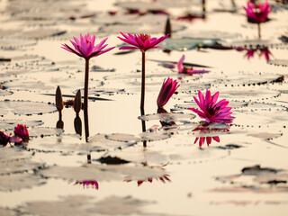 pink flower  in the lake 