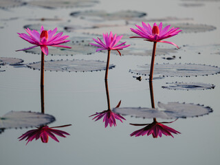 pink flowers in a vase