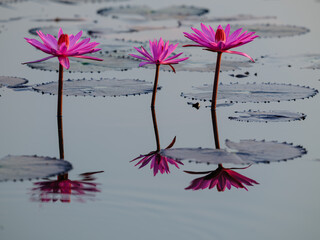 pink lotus flower