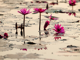 pink lotus  in pound