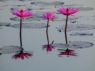 pink flower and water drops