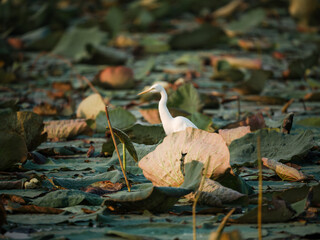 heron on the tree