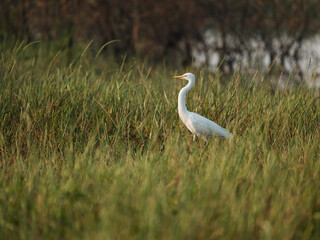 great white heron ardea cinerea
