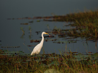great white heron