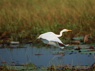 great white heron