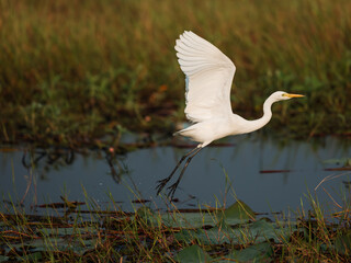 great white heron