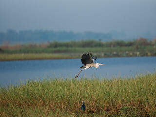 great blue heron ardea cinerea