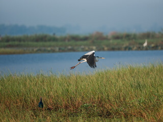 white stork in the grass