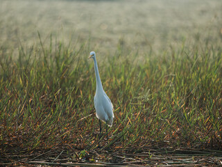 great white heron ardea cinerea