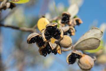 Closeup of the fruit and seeds of a karo (pittosporum crassifolium} tree. Karo is a small tree endemic to New Zealand.