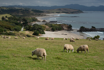 Sheep grazing in a grassy paddock overlooking the sandy beach of Anchor Bay, Tawharanui Regional Park, Auckland, New Zealand.