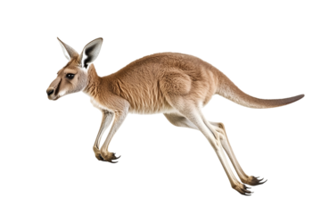 Strong hind legs propelling forward Isolated on white background or PNG background .