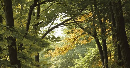 Naklejka premium Green and yellow foliage and tree trunks under natural light
