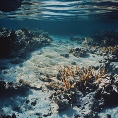 Obraz premium Underwater Coral Reef Ecosystem with Clear Blue Water and Sand