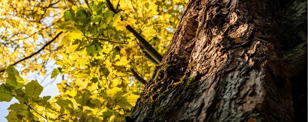 A large tree trunk with bright yellow and green leaves above