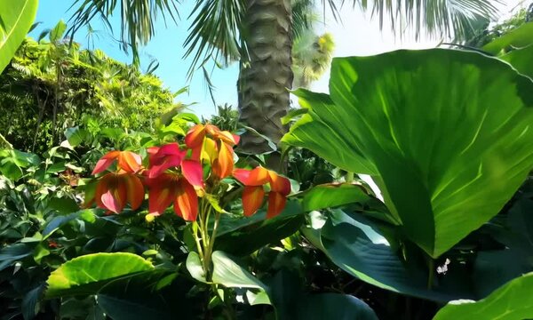 nature outdoor tropical garden with a trees and leaf plants