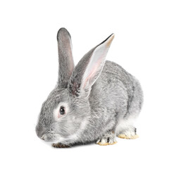 Fluffy grey rabbit on white background. Cute pet