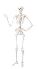 Artificial human skeleton model isolated on white