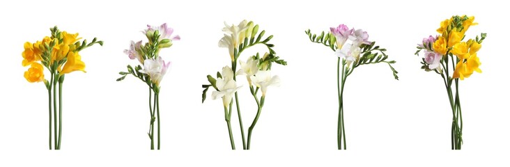 Beautiful freesia flowers on white background, set