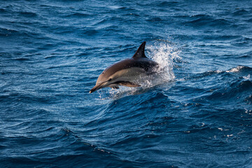 Fototapeta premium A pod of dolphins swimming in clear blue waters of Australia.