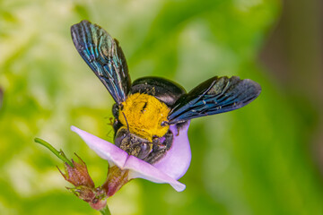 Close up view of a Carpenter Bee feeding on a flower.
