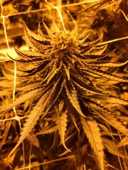 Marijuana plant 