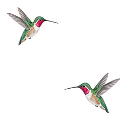 Fototapeta premium Watercolor Hummingbird in Flight