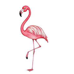 Fototapeta premium Watercolor Flamingo Standing on One Leg