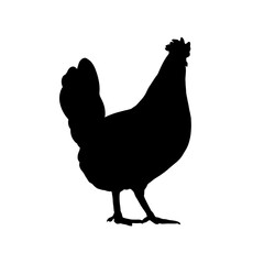 Chicken Silhouette Illustration for Farming, Agriculture, and Poultry Design