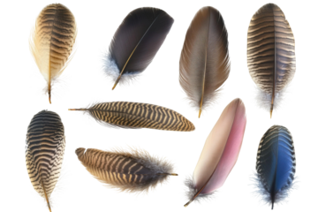 Assorted bird feathers arranged artistically, showcasing intricate patterns, textures, and colors, perfect for nature lovers, artists, and designers