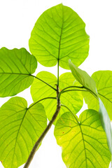 Fototapeta premium 明るい自然光を受けて葉脈がきれいに透けて見えるウンベラータの若い葉