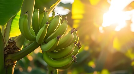 Lush green bananas growing in clusters on a tree under soft sunlight 