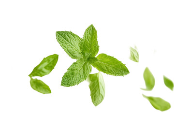Fototapeta premium Fresh Mint Leaves Isolated on White Background with Green Color Showcasing Natural Herb Details Ideal for Culinary and Wellness Imagery