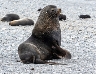 Photographing Fur seals of Fortuna Bay South Georgia