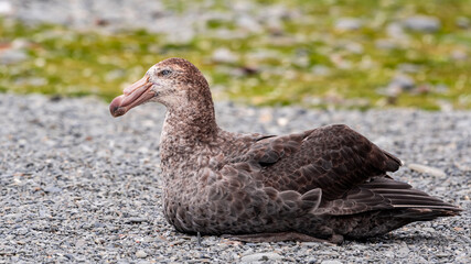 Photographing Southern Giant Petrel, Fortuna Bay, South Georgia
